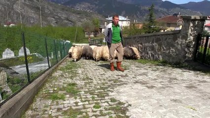 Huzuru Köyde Bulanlar - Muhasebeciliği bıraktı köyünde hayvancılık yapıyor