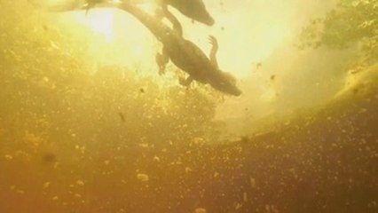 Una central nuclear, el refugio perfecto para el cocodrilo americano