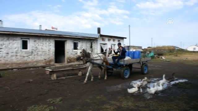 Köylülerin yayla mesaisi devam ediyor - KARS