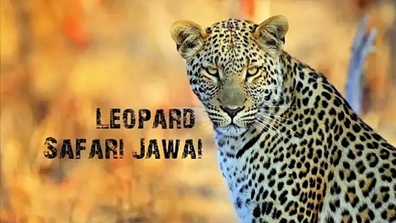 Visit here to learn about wildlife.