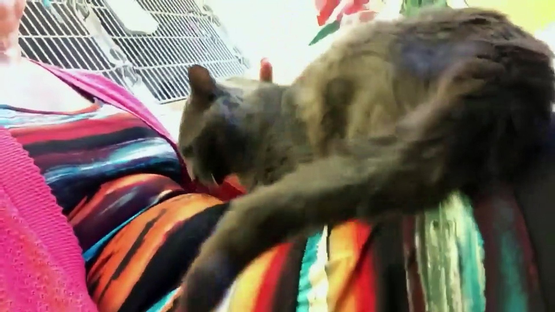 ⁣Animal Rescue & Adoption Center- New Member