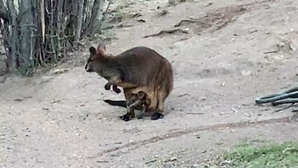 Drought Brings Unlikely Friends Together