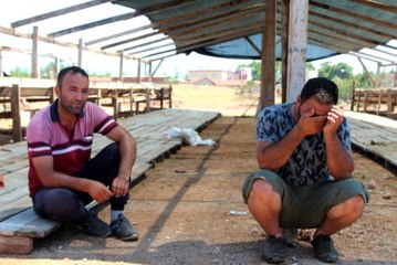 400 bin TL değerindeki hayvanlarını TIR şoförüne kaptıran besici: Bulamazsak on yılım heba olur