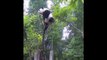 Un panda un peu trop ambitieux grimpe bien trop haut dans l'arbre... Et bim