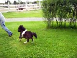 Ce cheval miniature est l'animal le plus mignon du monde