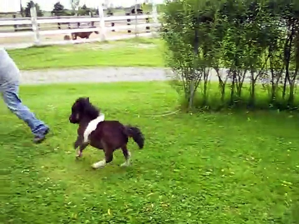 Ce cheval miniature est l'animal le plus mignon du monde