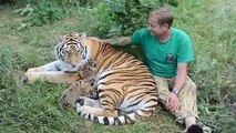 Grand moment de tendresse entre un dresseur et une famille de tigres