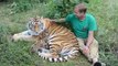 Grand moment de tendresse entre un dresseur et une famille de tigres