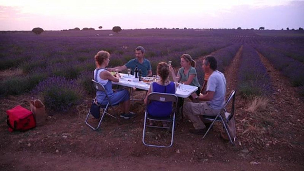 Campos de lavanda, el oro púrpura de la Alcarria