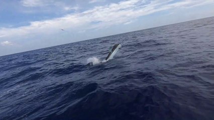 2019 Bermuda Big Game Classic Video