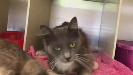 She is  now  healed and happy (She had rabies last year)