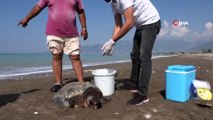 Kumluca sahilinde yaralı bulunan caretta caretta telef oldu