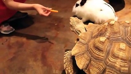 영월출장안마 -후불100%ョØ7ØA7575A0069｛카톡CC6969｝ 영월전지역출장안마 영월오피걸 영월출장마사지 영월안마 영월출장마사지 영월콜걸샵ルレロ