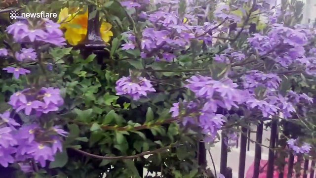 'Green' lamp posts tackling air pollution in London environmental experiment