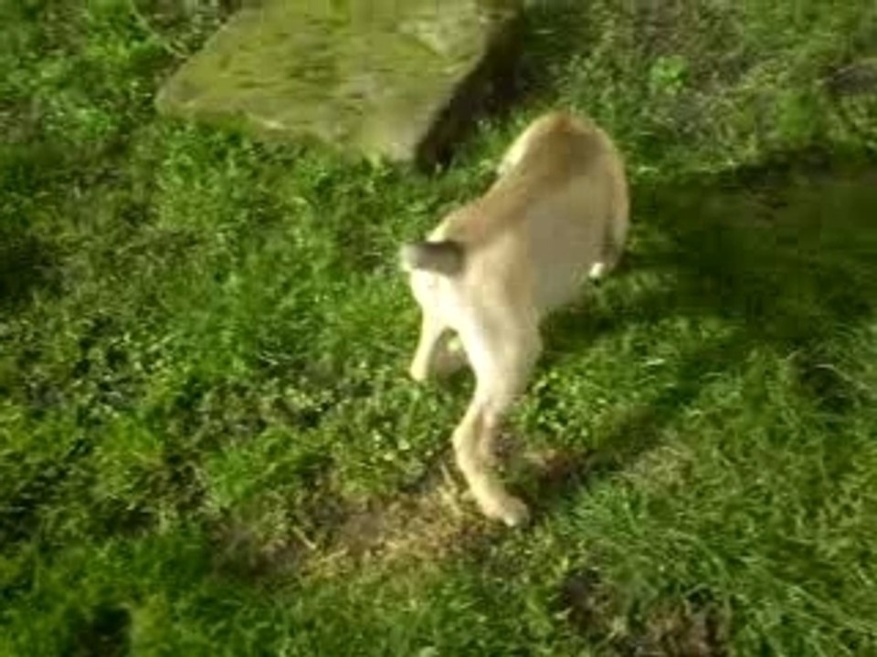 les chiots a 2mois suite