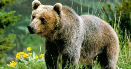 Aracında hırsız var sandı, "ayı" çıktı