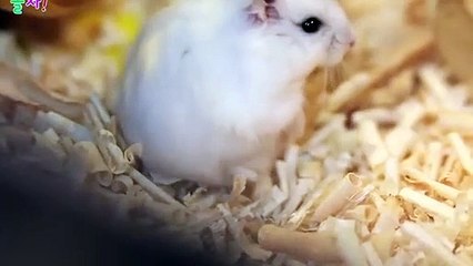 송도출장안마 -후불100%ョØ1ØA8109A5900｛카톡GD825｝ 송도전지역출장안마 송도오피걸 송도출장마사지 송도안마 송도출장마사지 송도콜걸샵ヮワヰ