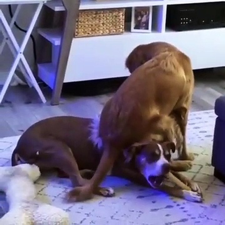 You don’t care where you are sitting  dog