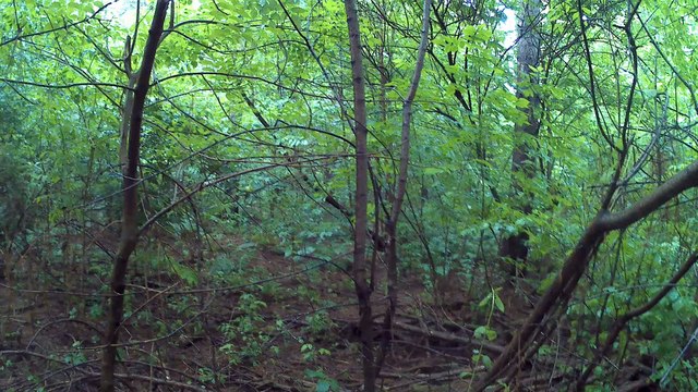 7 Fatima Pilgrimage walk across USA #Prayed at the Holy Bones headed for the Woods now!