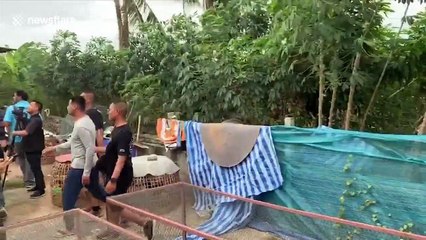 Thai ponies rescued days before they were due to be slaughtered and sold as meat on Facebook