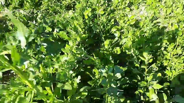 Crispy Palak Pakora Recipe - How To Make Spinach Fritters in Village Style - Apna Village Food - Pak Villages Foods