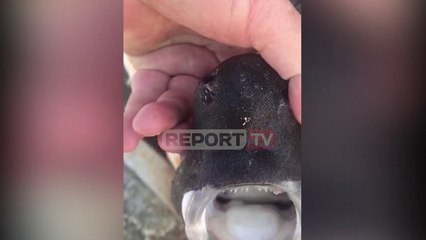 Report TV -Specia e rrallë/ Peshkaqeni fokë bie në rrjetat e peshkatarëve të Vlorës