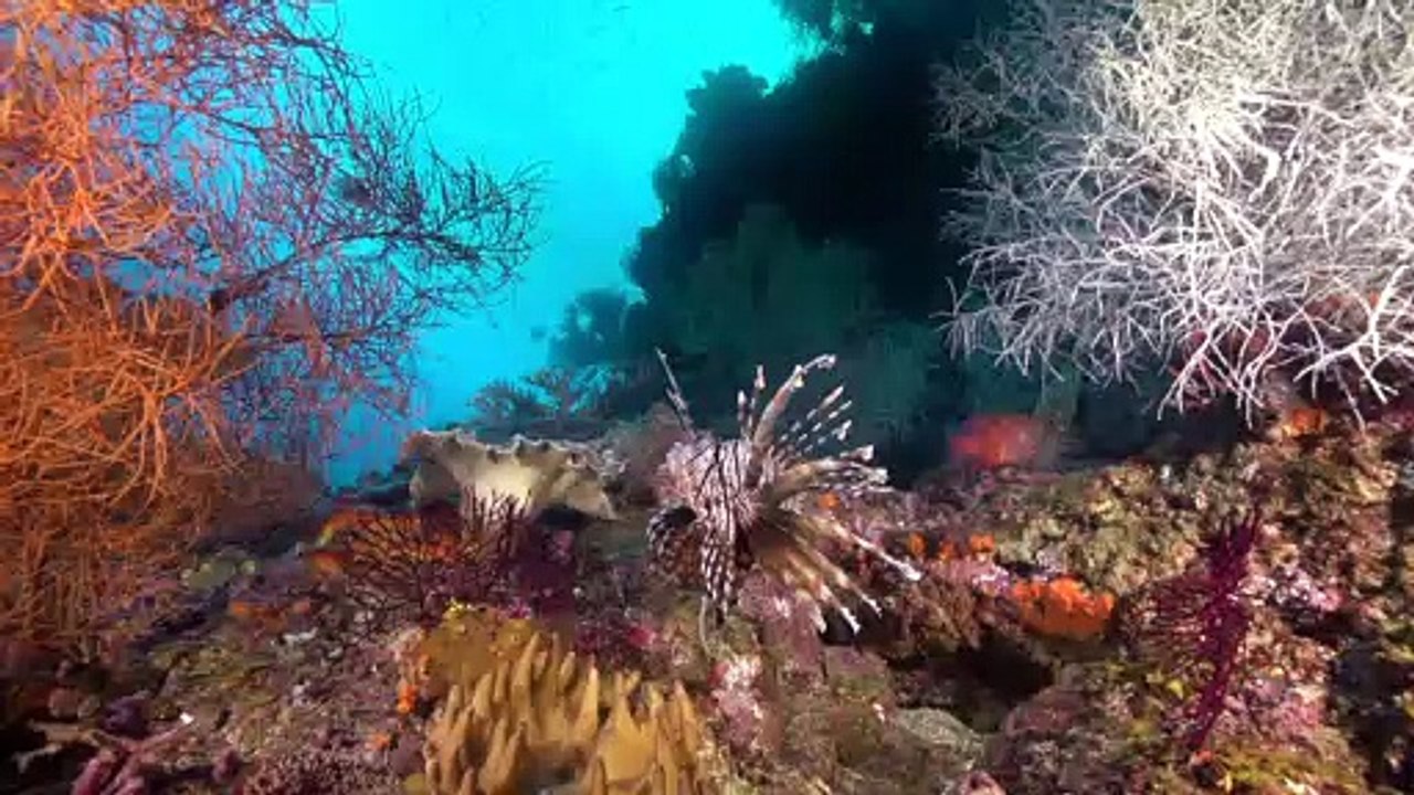 The Rich Experience of Raja Ampat Aboard the Arenui