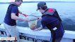 Aquarium Treats Octopus Wounds, Releases It Back Into Ocean