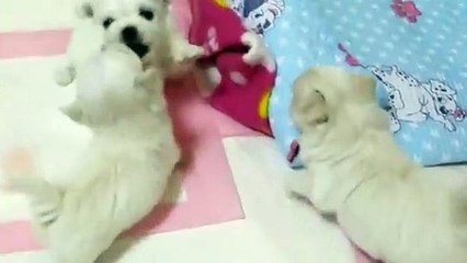 단양출장타이O7Os7575s0062｛카톡DDR88｝ぱ단양출장안@마ぱ단양출장샵ぱ단양출장맛사지 ぱ단양출장걸썰 단양출장걸가격 단양출장러시아 단양외국인후불출장업소 단양24시출장마사지샵'예약ぺほま