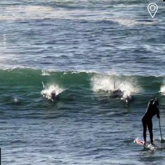 Actual proof that dolphins can be d*cks