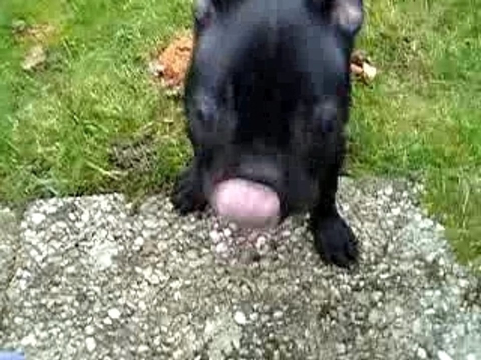 Dora la fofolle a 4mois