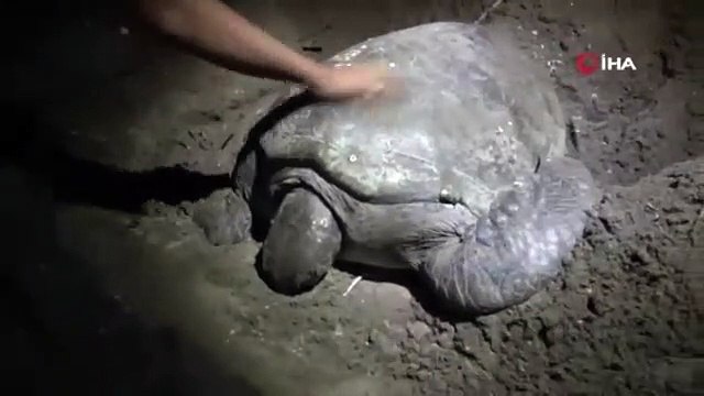 Deniz kaplumbağasının duygulandıran gayreti kamerada