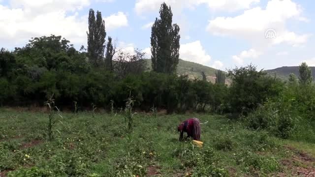 Sıcak havada zorlu domates salçası mesaisi