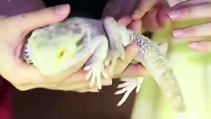 서현출장타이 070c5180c1617｛카톡MAS91｝ぱ서현출장안@마ぱ서현출장샵ぱ서현출장맛사지 ぱ서현출장걸썰 서현출장걸가격 서현출장러시아 서현외국인후불출장업소 서현24시출장마사지샵'예약※≒℃