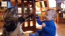 Collection between cats and babies - Cats and babies