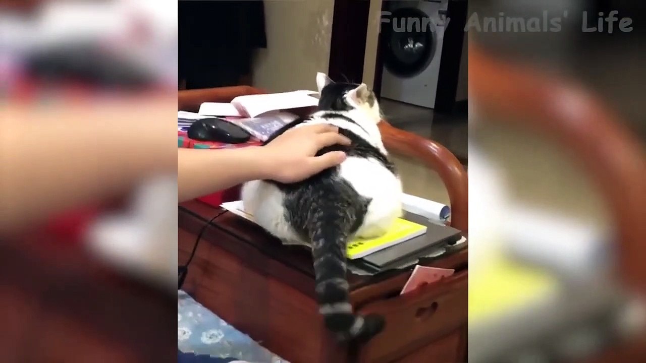 Chats et Chiens les plus cools et les plus drôles, La vie des animaux à mourrir de rire