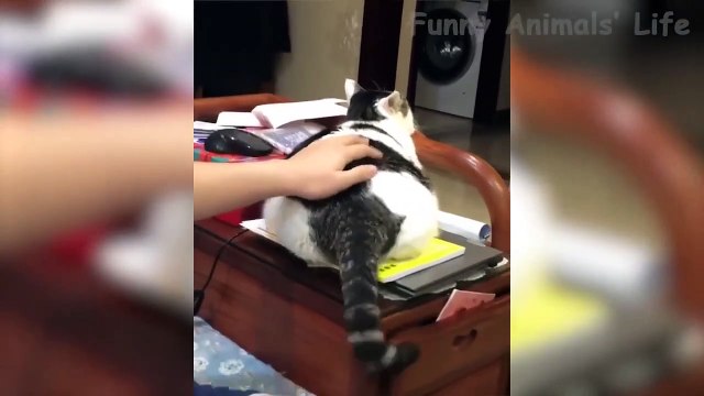 Chats et Chiens les plus cools et les plus drôles, La vie des animaux à mourrir de rire