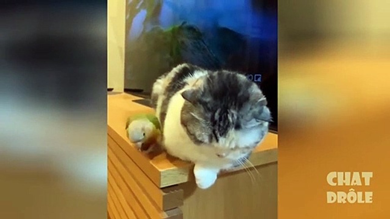 Essayer De Ne Pas Rire, Vidéo De Chat À Mourir De Rire