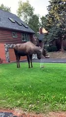 Moose Makes the Most of Garden Sprinkler
