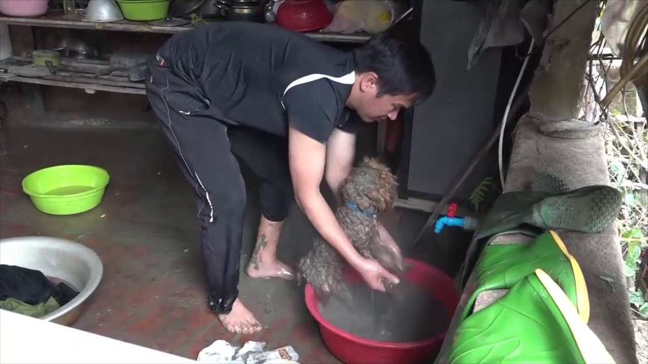 Puppy Rescued Stuck in Mud give Food and Treatment, Dog Rescue Stories that Will Melt Your Heart