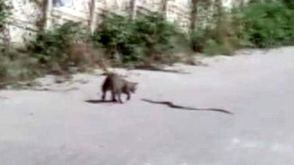 Kedinin yılanla kavgası kamerada