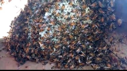 Kazayla kırdığı su borusunun içinden arılar çıktı