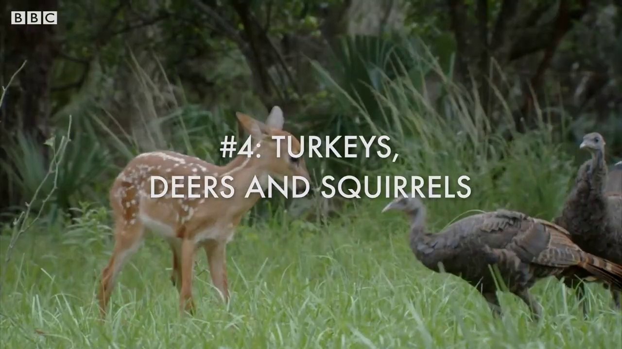 Top 5 Weirdest Animal Relationships video Dailymotion