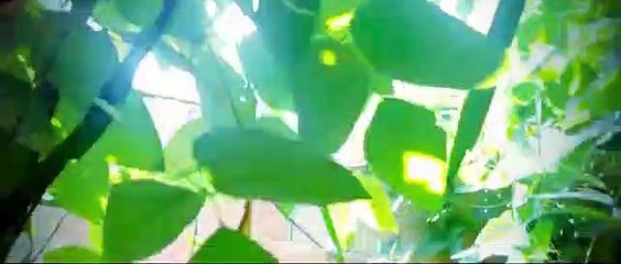 Conquistar Meu Lar | Wellington Guimarães