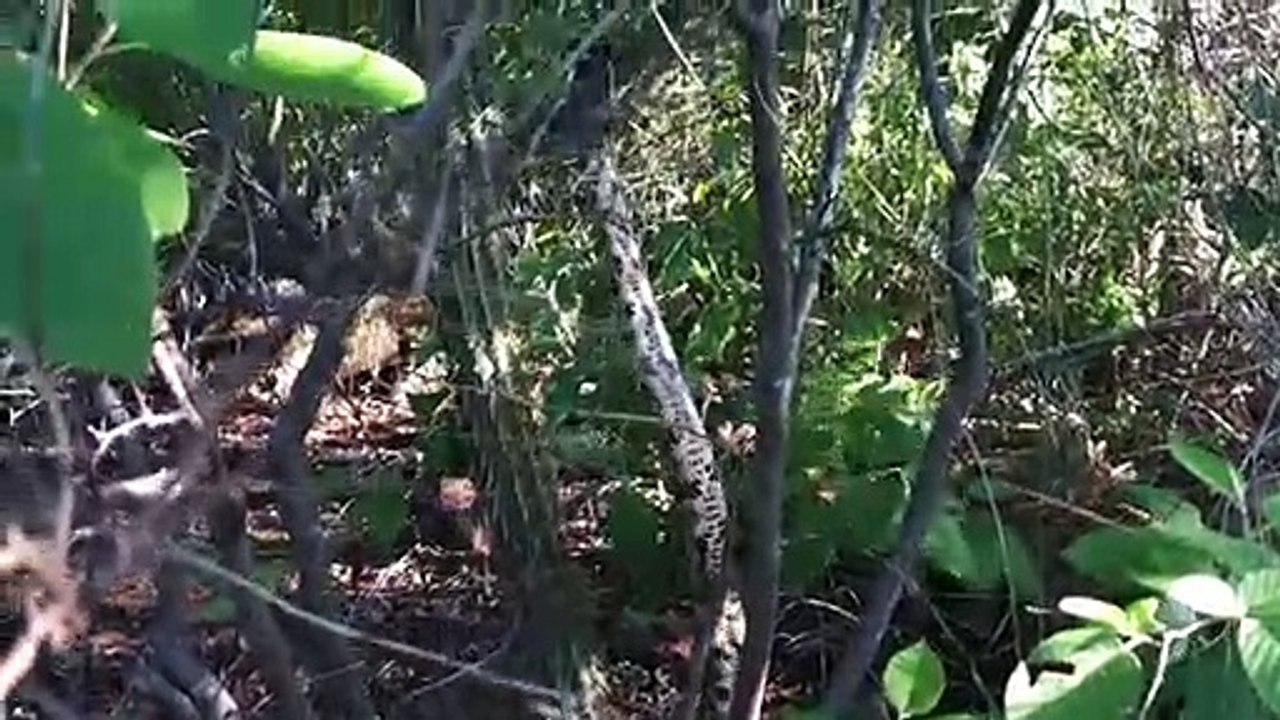 COBRA QUE COME TUDO (PARTE 2)