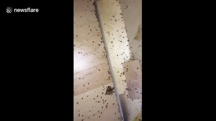 Infestée de milliers d'insectes, cette maison est perdue !