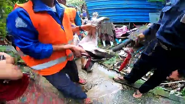 Birmanie: Rangoun chasse ses chiens errants