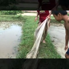 Wow! Two Boys Caught A Big Catfish (2kg Catfish) With Cast Nets At Rice Field while Heavy Rain