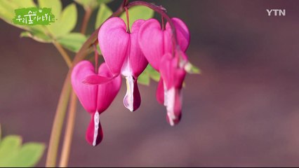 [삼삼오오 우리 숲 이야기] 산딸나무, 금낭화 / YTN