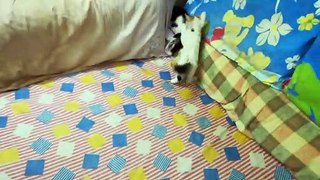 Kitties Play Submissions On Bed
